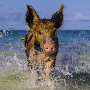 Paradise Pig - 1000pc Jigsaw Puzzle By Heye