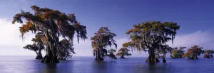 Bald Cypresses - 1000pc Panoramic Jigsaw Puzzle By Heye