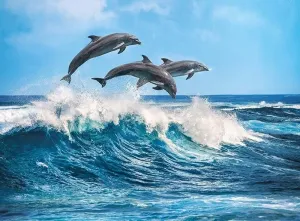 Dolphins - 500pc Jigsaw Puzzle by Clementoni