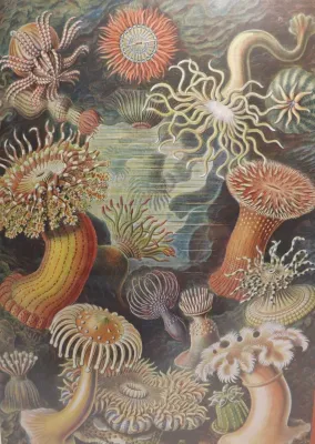 Haeckel: Sea Anemones - 500pc Jigsaw Puzzle by Pomegranate