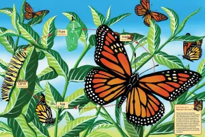 Life Cycle of a Monarch Butterfly - 48pc Floor Educational Puzzle By Cobble Hill