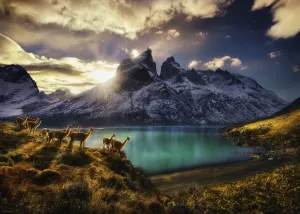 Guanacos - 1000pc Jigsaw Puzzle By Heye