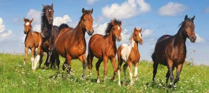 Horse Paradise - 600pc Jigsaw Puzzle By Castorland
