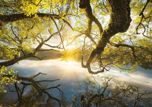Embrace of Gold - 1000pc Jigsaw Puzzle by Schmidt