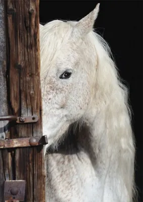 Equine Beauty - 1000pc Jigsaw Puzzle by Schmidt