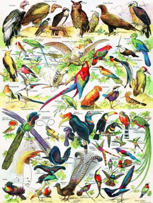 Birds/Oiseaux - 1000pc Jigsaw Puzzle by New York Puzzle Company