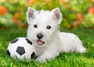 White Terrier and Football - 60pc Jigsaw Puzzle By Castorland