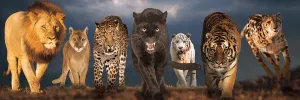 Big Cats - 1000pc Panoramic Jigsaw Puzzle by Eurographics