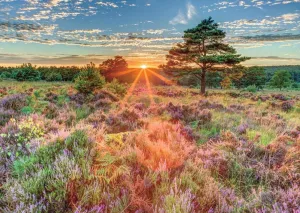 Heather at Sunset - 500pc Jigsaw Puzzle By Jumbo