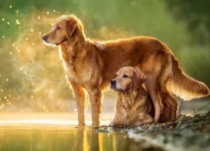 Best Friends - 180pc Jigsaw Puzzle By Castorland