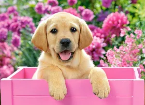 Labrador Puppy in Pink Box - 300pc Jigsaw Puzzle By Castorland