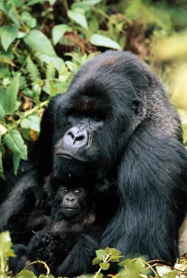 Gorilla - 1000pc Jigsaw Puzzle by Tomax
