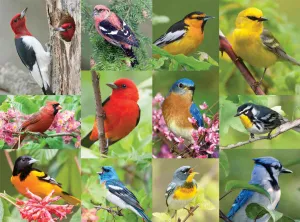 Birds of A Feather - 36pc Jigsaw Puzzle By Springbok