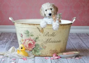 Belle Maison, Lisa Jane - 500pc Jigsaw Puzzle by Educa