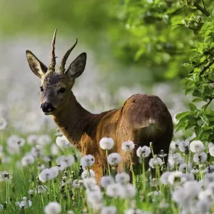Roebuck - 1000pc Jigsaw Puzzle By Heye