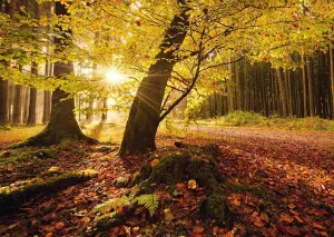 Autumn Magic - 1000pc Jigsaw Puzzle by Schmidt