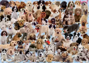 Dogs Galore! - 1000pc Jigsaw Puzzle by Ravensburger