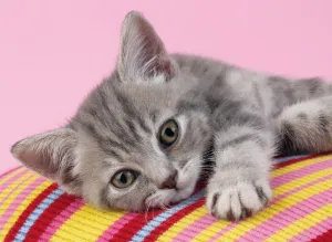 Grey Kitten - 500pc Jigsaw Puzzle by Clementoni