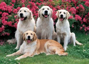 Golden Retrievers - 500pc Jigsaw Puzzle By Tomax