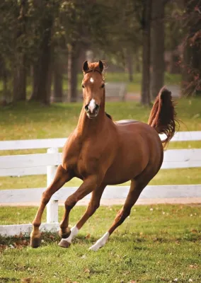 Playful Foal - 500pc Jigsaw Puzzle By Jumbo