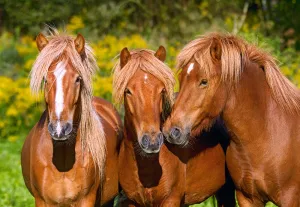 Horse Friends - 1000pc Jigsaw Puzzle By Castorland