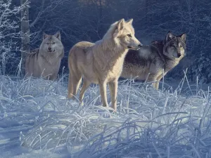 White Gold Wolves - 500pc Jigsaw Puzzle by Cobble Hill
