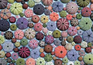 Sea Urchins - 1000pc Jigsaw Puzzle by Piatnik
