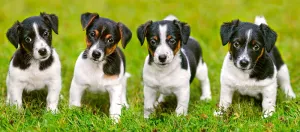 Jack Russell Terrier Puppies - 600pc Jigsaw Puzzle By Castorland