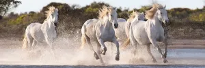 Running Horses - 1000pc Panoramic Jigsaw Puzzle by Clementoni