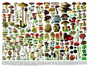 Mushrooms/Champignons - 1000pc Jigsaw Puzzle by New York Puzzle Company