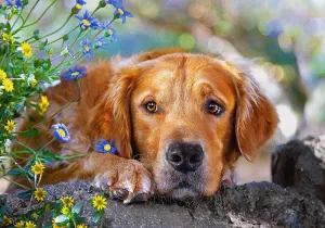 Golden Innocence - 500pc Jigsaw Puzzle by Castorland